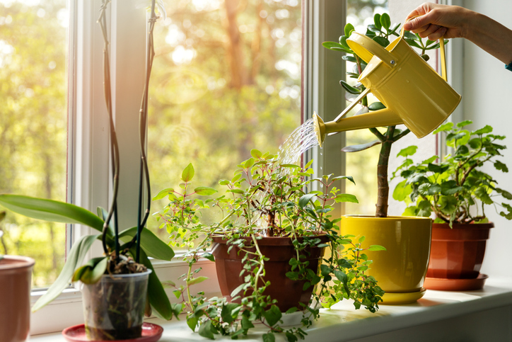 When is the best time to water your plants?